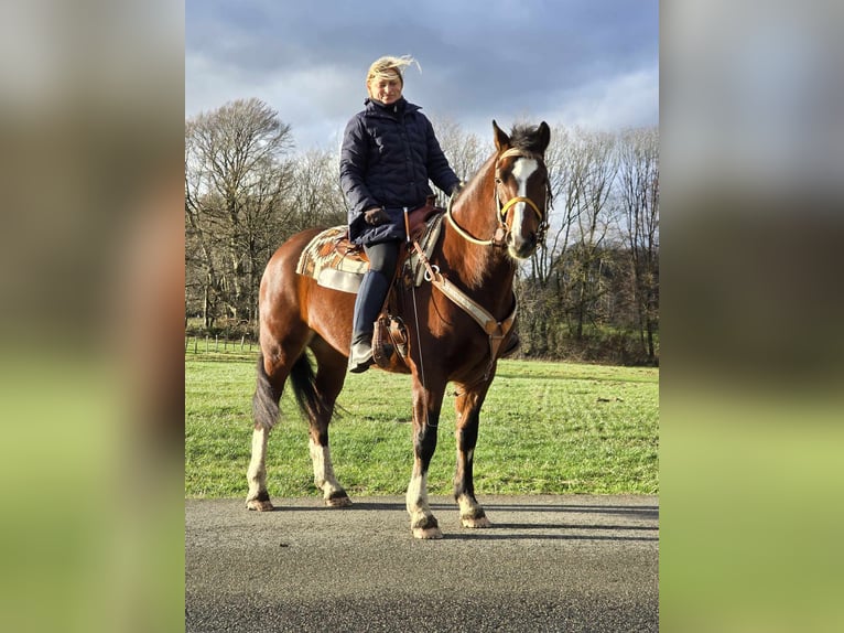 Freiberger Caballo castrado 6 años 156 cm Castaño in Linkenbach