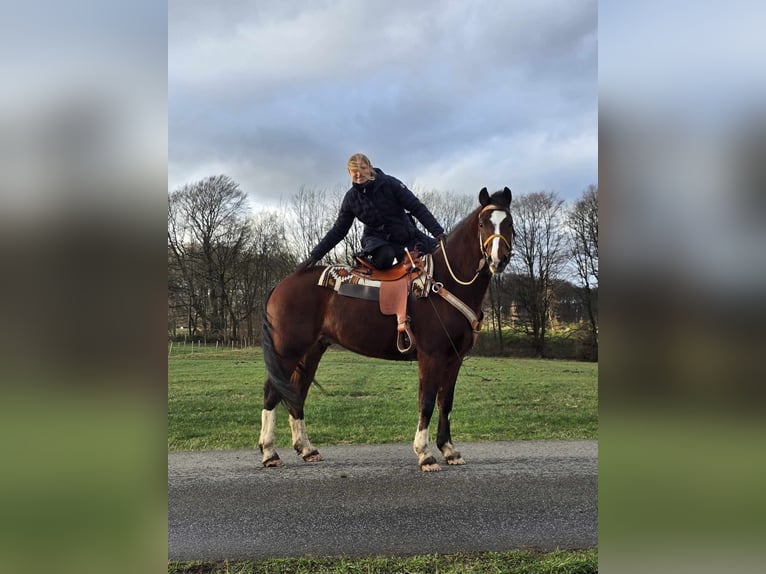 Freiberger Caballo castrado 6 años 156 cm Castaño in Linkenbach