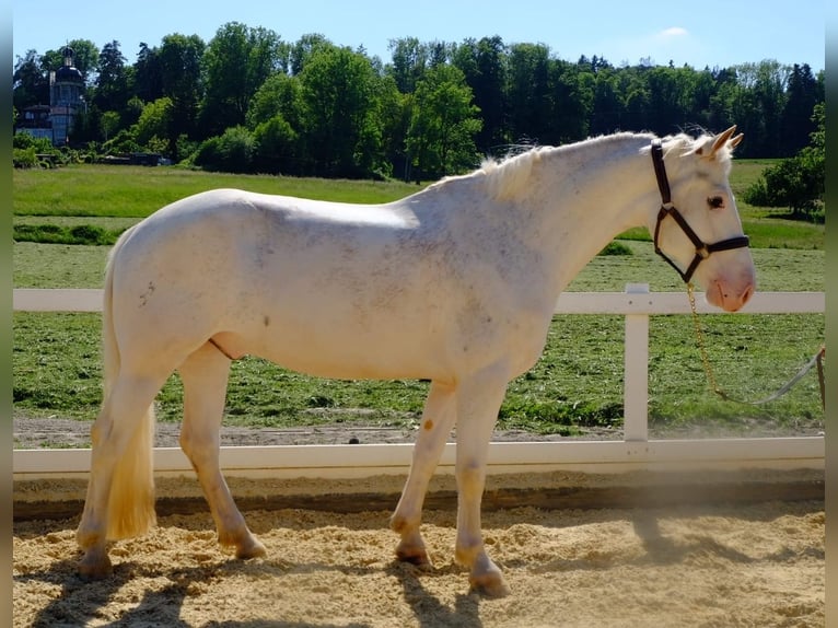 Freiberger Caballo castrado 6 años 157 cm Tordo in Dietikon