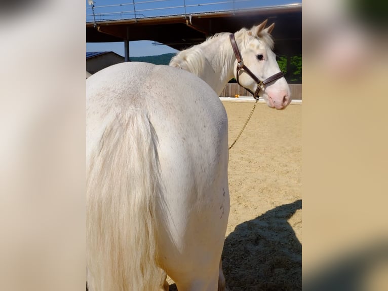 Freiberger Caballo castrado 6 años 157 cm Tordo in Dietikon