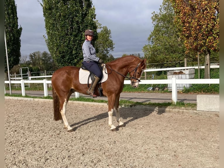 Freiberger Caballo castrado 6 años 160 cm Alazán in Rümmingen