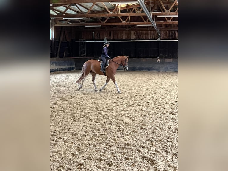 Freiberger Caballo castrado 6 años 160 cm Alazán in Rümmingen