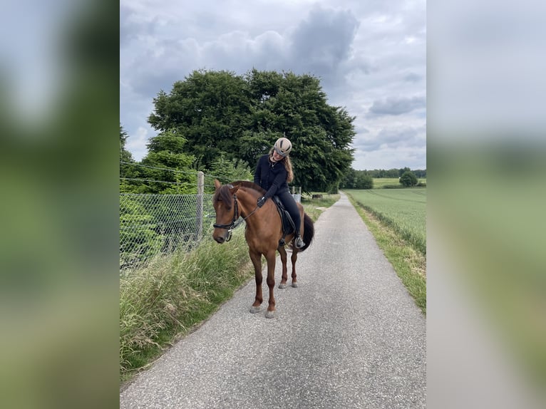 Freiberger Mestizo Caballo castrado 6 años 160 cm Alazán-tostado in Wassenberg