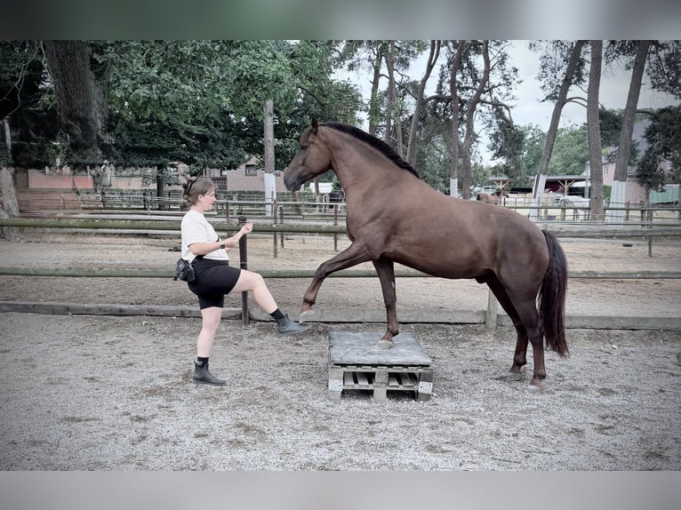 Freiberger Mestizo Caballo castrado 6 años 160 cm Alazán-tostado in Wassenberg