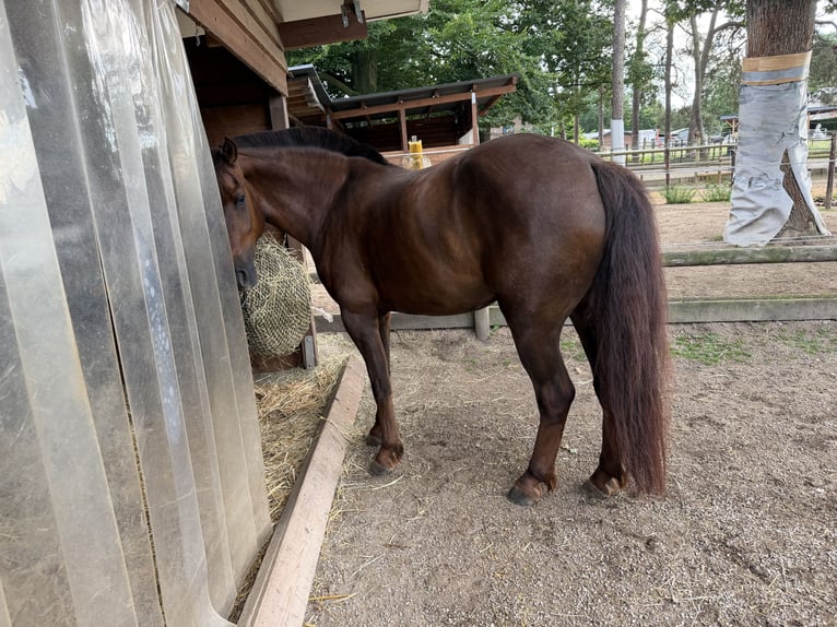 Freiberger Mestizo Caballo castrado 6 años 160 cm Alazán-tostado in Wassenberg