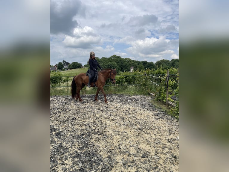 Freiberger Mestizo Caballo castrado 6 años 160 cm Alazán-tostado in Wassenberg