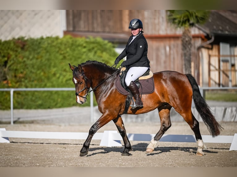 Freiberger Caballo castrado 6 años 160 cm Castaño oscuro in Tuggen