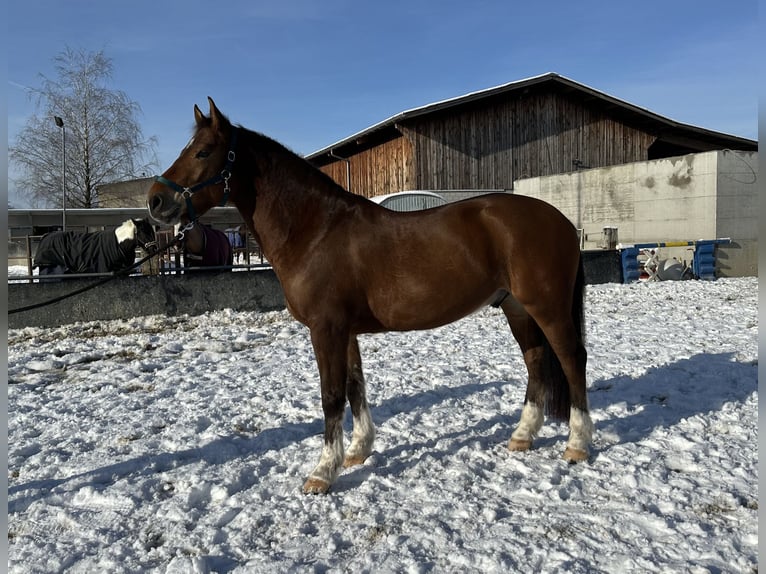 Freiberger Caballo castrado 6 años 163 cm Castaño in Tuggen