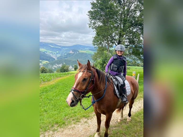 Freiberger Caballo castrado 6 años in Ramiswil