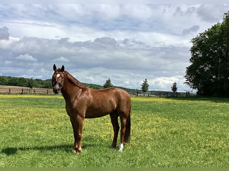 Freiberger Caballo castrado 7 años 155 cm Alazán in Leuven