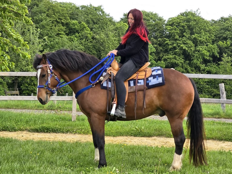 Freiberger Caballo castrado 7 años 156 cm Castaño in Linkenbach