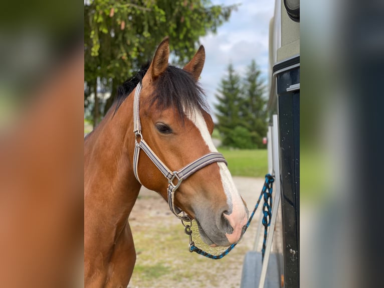 Freiberger Caballo castrado 7 años 156 cm Castaño in Hasle b. Burgdorf