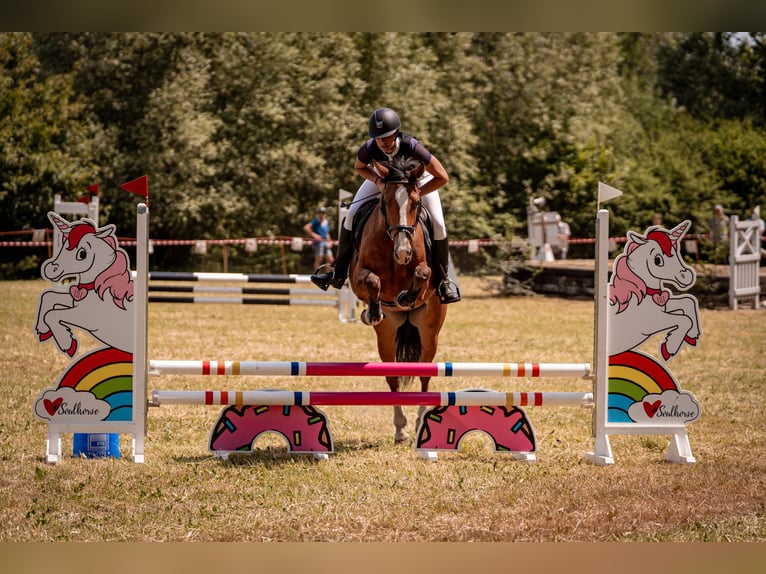 Freiberger Caballo castrado 7 años 156 cm Castaño in Hasle b. Burgdorf