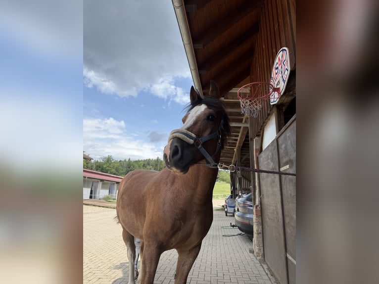 Freiberger Caballo castrado 7 años 157 cm Castaño in Schwörstadt