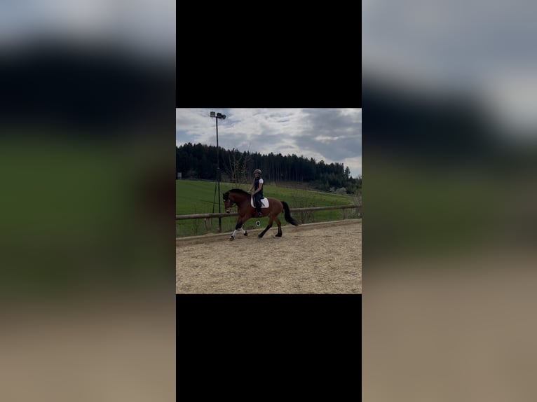 Freiberger Caballo castrado 7 años 161 cm Castaño in Gerolsbach