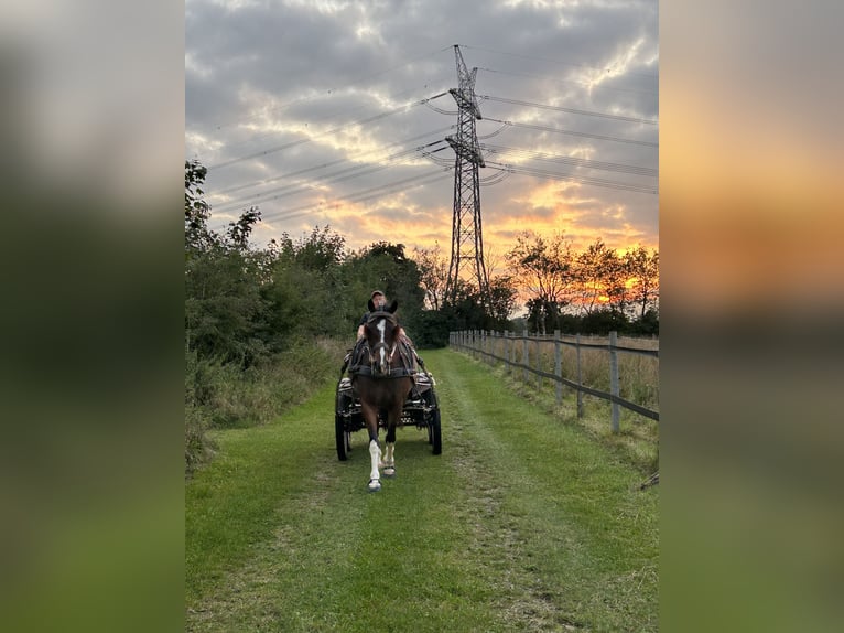 Freiberger Caballo castrado 7 años 162 cm Castaño oscuro in Handewitt