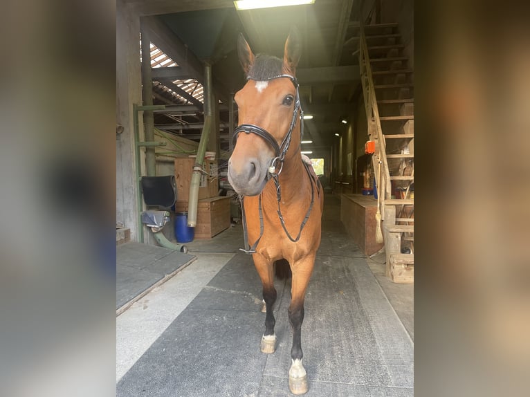 Freiberger Caballo castrado 7 años 164 cm in Thürnen