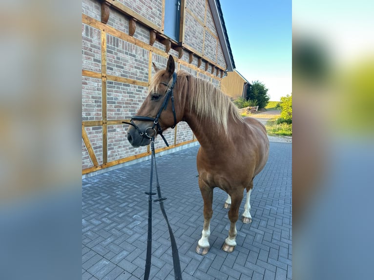 Freiberger Caballo castrado 8 años 154 cm Alazán in Sittensen