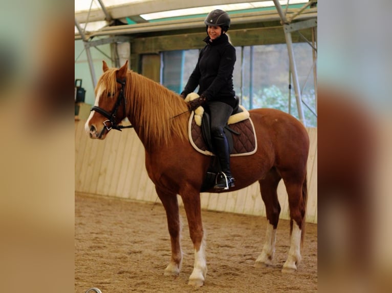 Freiberger Caballo castrado 8 años 158 cm Alazán in Pronstorf