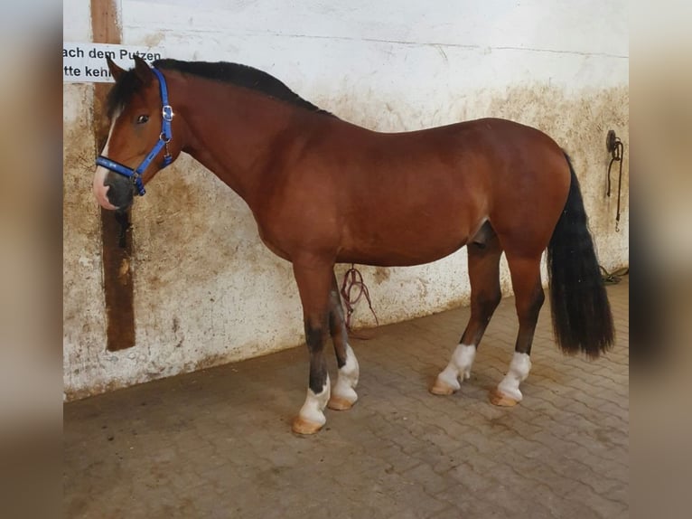 Freiberger Caballo castrado 8 años 160 cm Castaño in Limburg an der Lahn