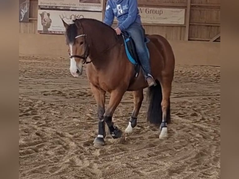 Freiberger Caballo castrado 8 años 160 cm Castaño in Limburg an der Lahn