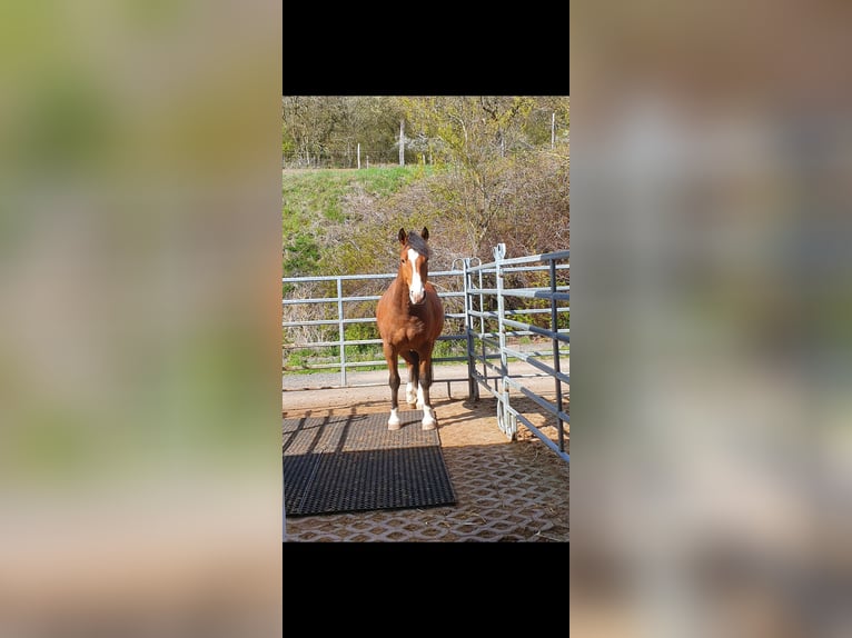 Freiberger Caballo castrado 8 años 160 cm Castaño in Limburg an der Lahn