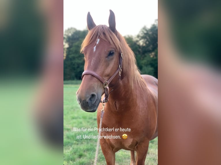 Freiberger Caballo castrado 8 años 161 cm Alazán in Langenfeld