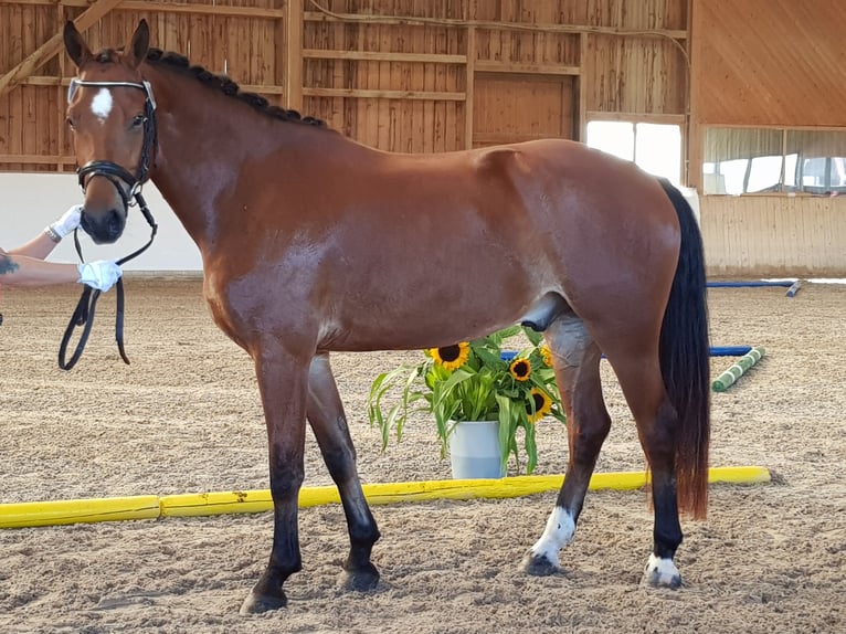 Freiberger Caballo castrado 8 años 165 cm Castaño in Singen