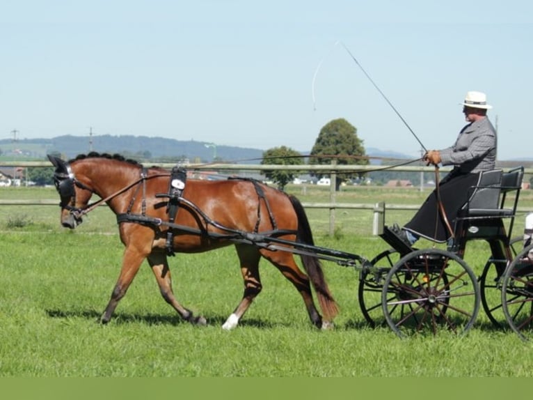 Freiberger Caballo castrado 8 años 165 cm Castaño in Singen