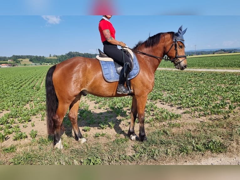 Freiberger Caballo castrado 8 años 165 cm Castaño in Singen