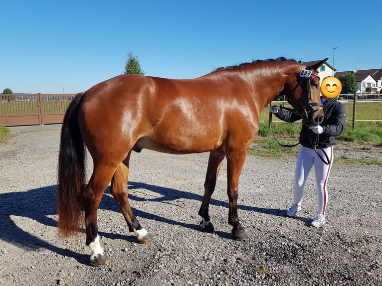 Freiberger Caballo castrado 8 años 165 cm Castaño in Singen