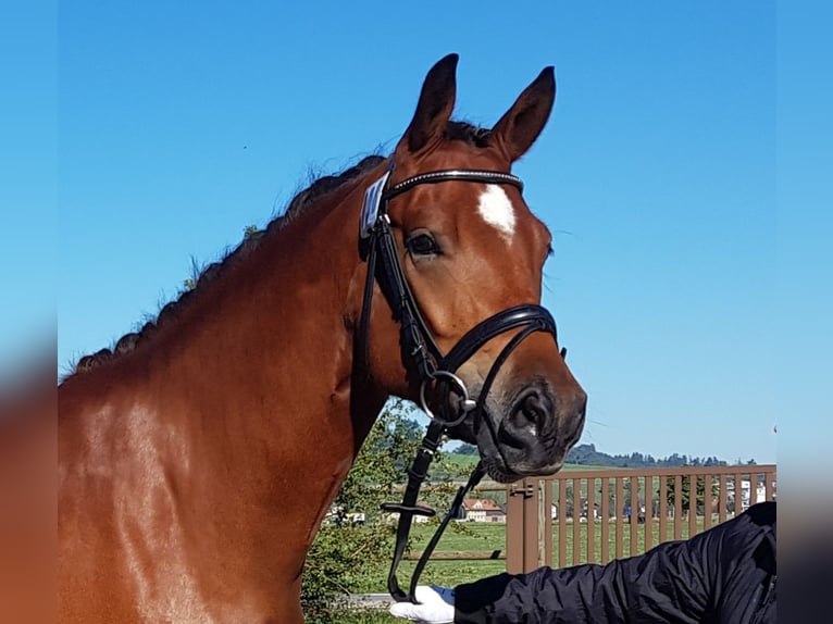 Freiberger Caballo castrado 8 años 165 cm Castaño in Singen