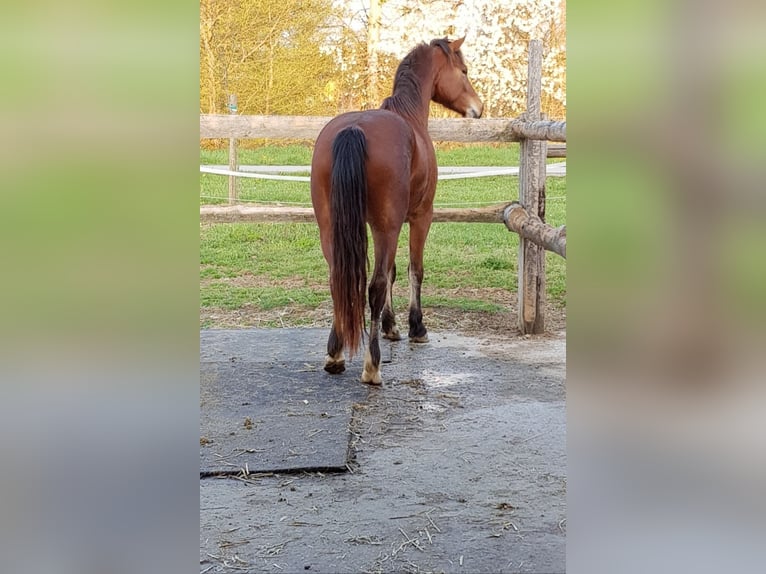 Freiberger Caballo castrado 8 años 165 cm Castaño in Singen