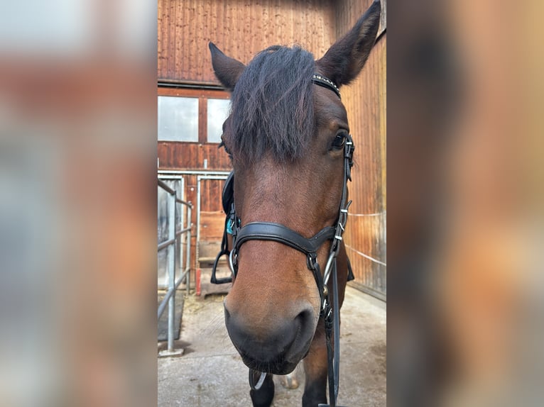 Freiberger Caballo castrado 8 años 167 cm Castaño in Wiesendangen