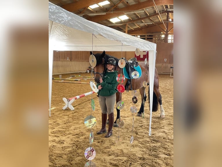 Freiberger Caballo castrado 8 años 167 cm Castaño in Wiesendangen