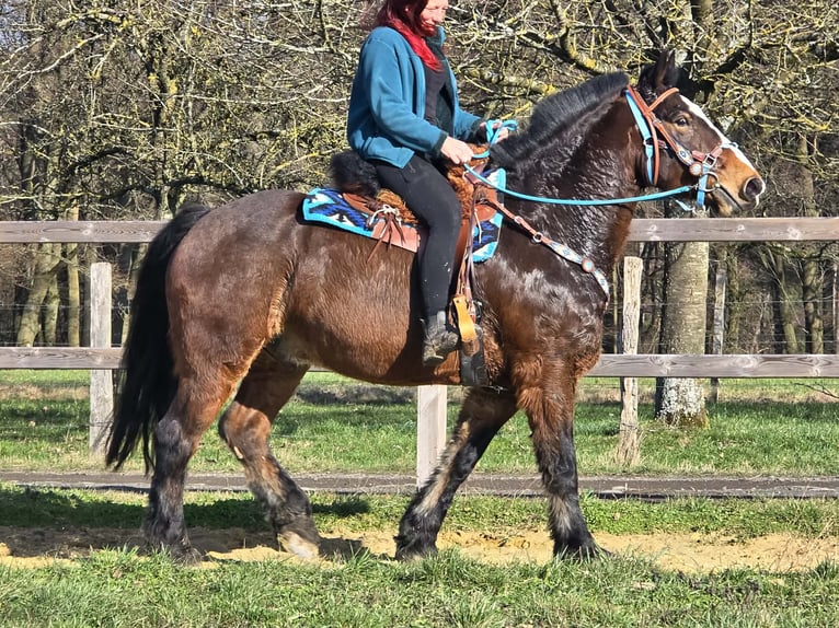 Freiberger Mestizo Caballo castrado 9 años 157 cm Castaño in Linkenbach