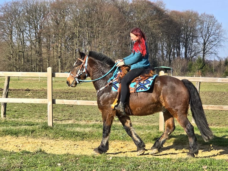 Freiberger Mestizo Caballo castrado 9 años 157 cm Castaño in Linkenbach