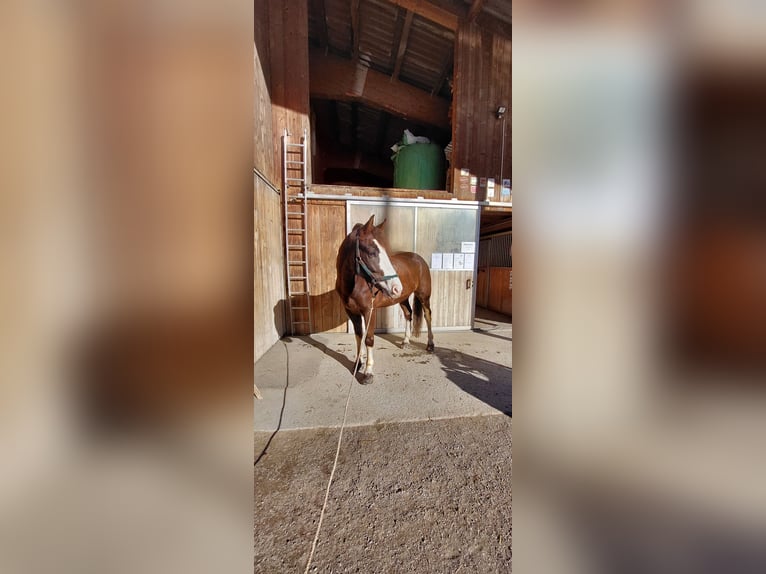Freiberger Caballo castrado 9 años 158 cm Alazán-tostado in Lenk im Simmental