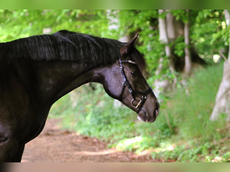 Freiberger Caballo castrado 9 años 160 cm Negro in Gönnebek