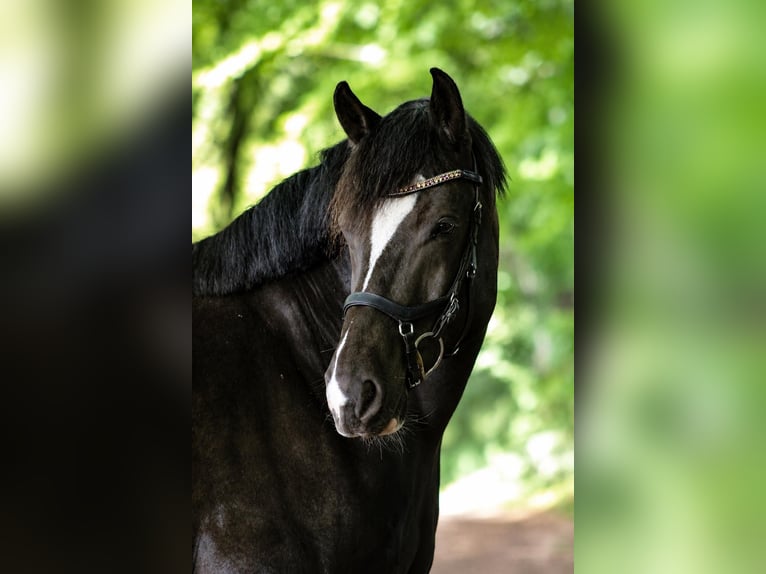 Freiberger Caballo castrado 9 años 160 cm Negro in Gönnebek