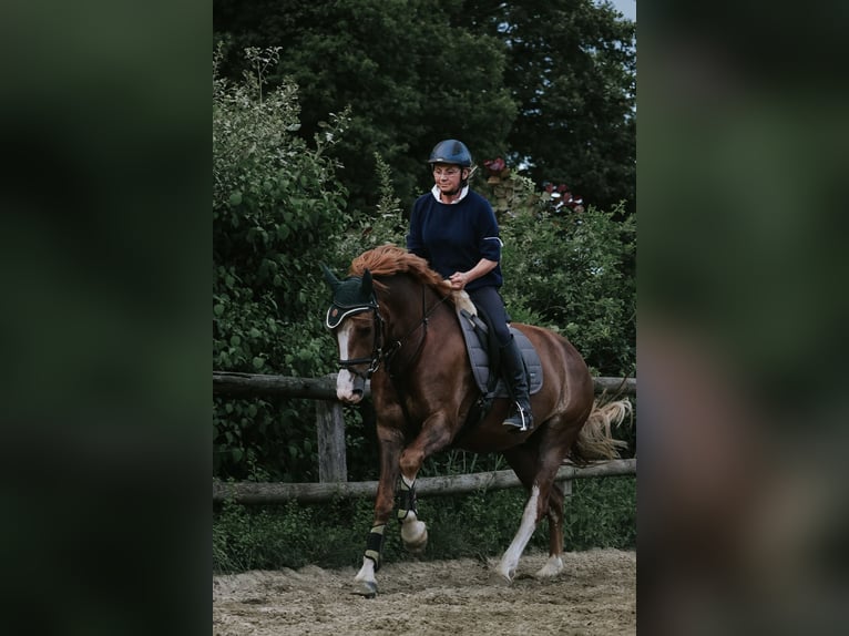 Freiberger Caballo castrado 9 años 163 cm Alazán in GrevenGreven