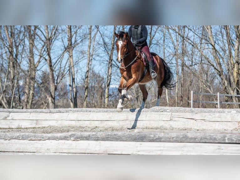 Freiberger Caballo castrado 9 años 163 cm Castaño in Cham