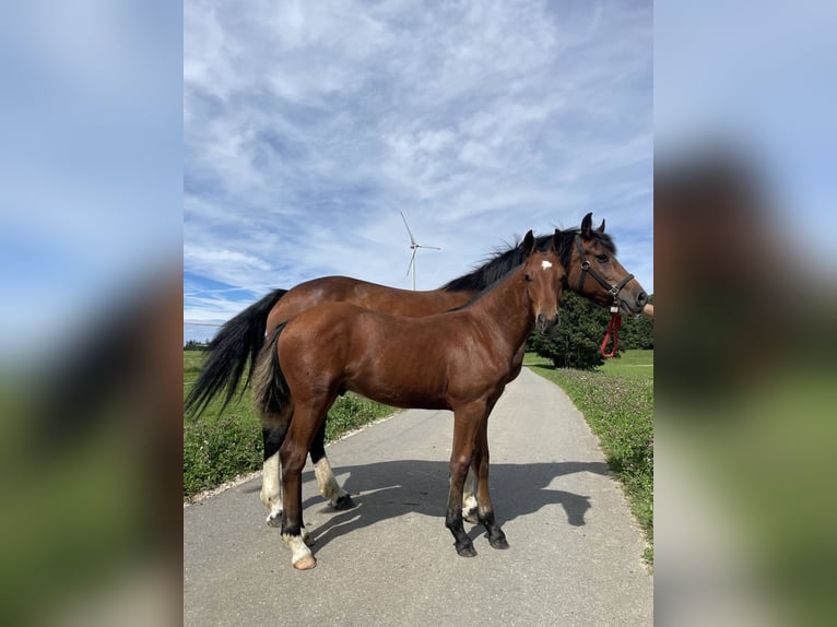 Freiberger Caballo castrado Potro (03/2024) 100 cm Castaño in Les Breuleux