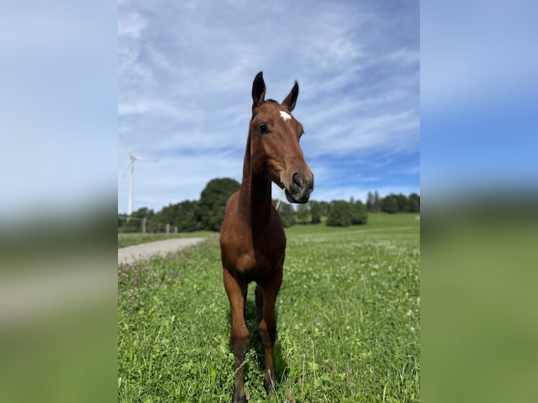 Freiberger Caballo castrado Potro (03/2024) 100 cm Castaño in Les Breuleux