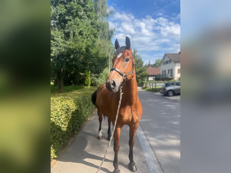 Freiberger Gelding 10 years 15,1 hh Brown in Dietikon