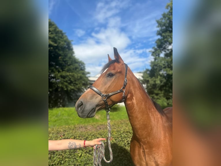 Freiberger Gelding 10 years 15,1 hh Brown in Dietikon