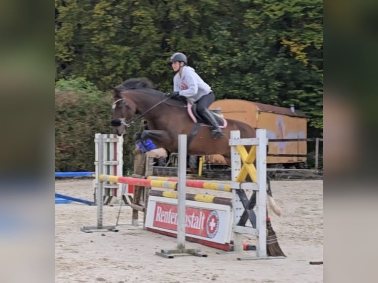 Freiberger Gelding 10 years 15,2 hh Brown in Biezwil