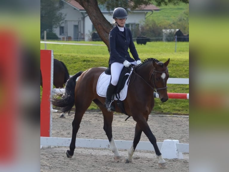 Freiberger Gelding 10 years 15,2 hh Brown in Biezwil