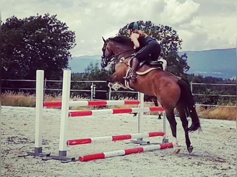 Freiberger Gelding 10 years 15,2 hh Brown in Biezwil