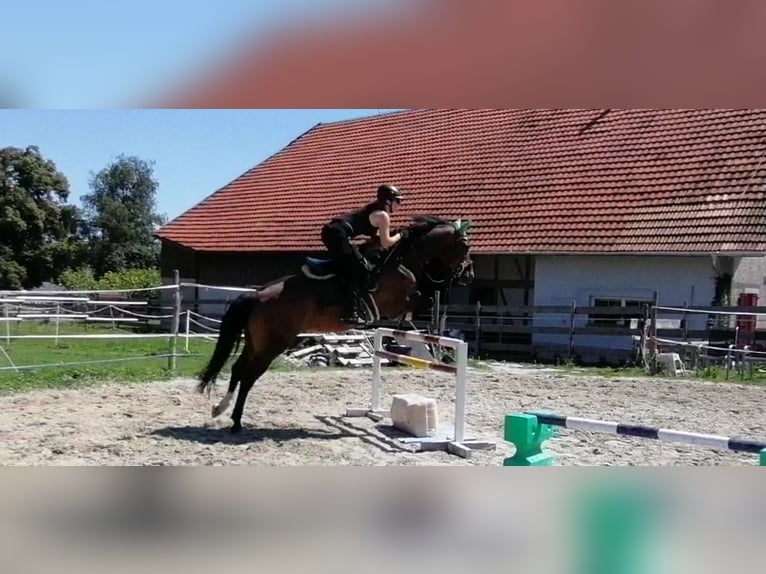 Freiberger Gelding 10 years 15,2 hh Brown in Biezwil